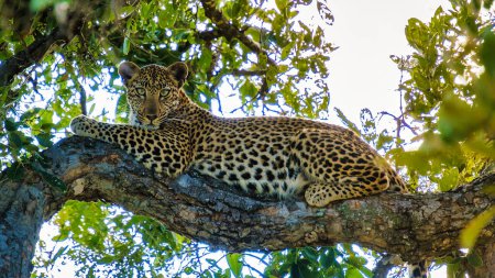 Foto de Leopardo en el Parque Nacional Kruger Sudáfrica. leopardo o pantera primer plano con contacto visual durante safari de vida silvestre Game Drive at forest bush - Imagen libre de derechos