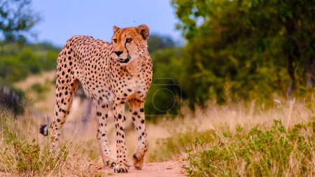 Photo for Cheeta wild animal in Kruger National Park South Africa at sunset, Cheetah on the Hunt during sunset in a private game reserve in South Africa - Royalty Free Image