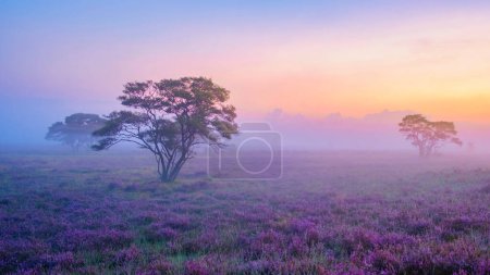 Foto de Parque Nacional Zuiderheide Veluwe, brezo rosa púrpura en flor, calentador en flor en el Veluwe de Laren Hilversum Países Bajos durante el amanecer con niebla y niebla - Imagen libre de derechos