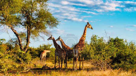 Foto de Familia de la jirafa en el arbusto del Parque Nacional Kruger Sudáfrica durante el atardecer. Familia de jirafas al amanecer en Kruger Park Sudáfrica durante un safari de caza - Imagen libre de derechos