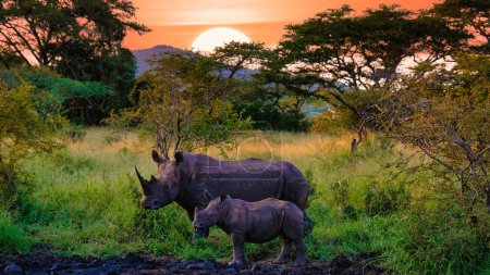 Téléchargez les photos : Rhinocéros blanc dans la brousse du Blue Canyon Conservancy en Afrique du Sud près du parc national Kruger, Rhinocéros blanc, Rhinocéros blanc sauvage africain, Afrique du Sud - en image libre de droit