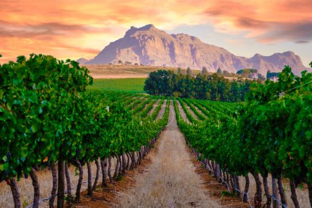 Téléchargez les photos : Paysage viticole au coucher du soleil avec montagnes à Stellenbosch près de Cape Town en Afrique du Sud. vin raisin sur la vigne dans le vignoble Western Cape Afrique du Sud Stellenbosch montagnes - en image libre de droit