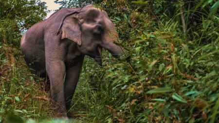Téléchargez les photos : Un éléphant dans la jungle dans un sanctuaire à Chiang Mai Thaïlande, ferme d'orphelinat d'éléphants dans la jungle montagneuse de Chiang Mai Thaïlande - en image libre de droit