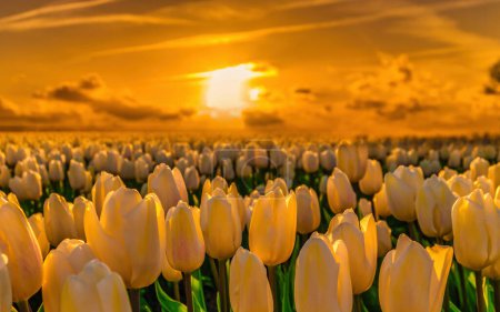 Téléchargez les photos : Champ de tulipes colorées aux Pays-Bas dans la région des bulbes de fleurs. champ de tulipes blanches au coucher du soleil dans le polder Noordoostpolder Flevoland - en image libre de droit