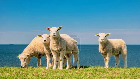 Foto de Corderos y ovejas en el dique holandés junto al lago IJsselmeer, Vistas de primavera, Países Bajos Ovejas en un prado sobre hierba verde. Países Bajos Noordoospolder, grupo de ovejas mirando en cámara - Imagen libre de derechos