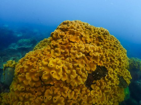 Téléchargez les photos : Voyage de plongée en apnée à Samaesan Thaïlande. plongée sous-marine avec des poissons dans le récif corallien - en image libre de droit