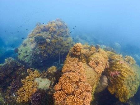 Téléchargez les photos : Voyage de plongée en apnée à Samaesan Thaïlande. plongée sous-marine avec des poissons dans la piscine de récif corallien. Mode de vie de voyage, aventure nautique, activité de natation pendant les vacances d'été à la plage - en image libre de droit