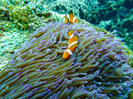 Foto de Pez payaso en un viaje de snorkel en Samaesan Tailandia. buceo bajo el agua con peces en el arrecife de coral piscina de mar. - Imagen libre de derechos