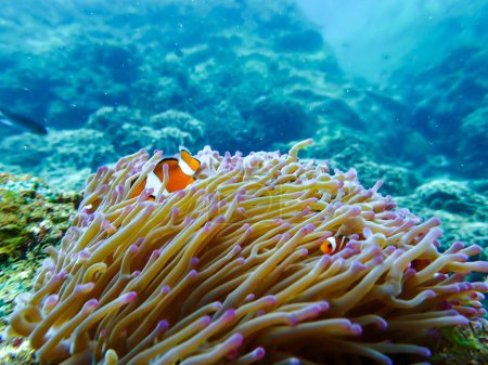 Téléchargez les photos : Poisson clown lors d'un voyage de plongée en apnée à Samaesan Thaïlande. plongée sous-marine avec des poissons dans une piscine de récif corallien. - en image libre de droit