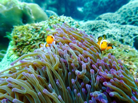 Téléchargez les photos : Poisson clown lors d'un voyage de plongée en apnée en Thaïlande samésienne. plongée sous-marine avec des poissons dans une piscine de récif corallien. - en image libre de droit