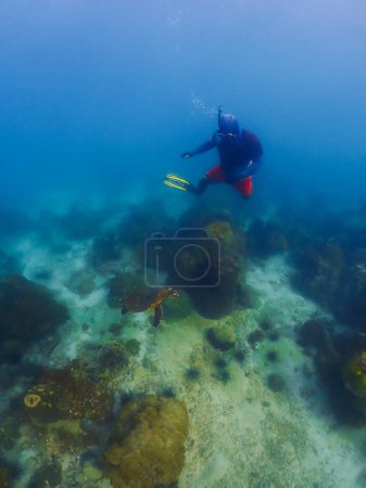 Foto de Viaje de snorkel en Samaesan Tailandia. hombres bucean bajo el agua con tortugas en la piscina de arrecifes de coral. Estilo de vida de viajes, aventura en deportes acuáticos, actividades de natación en vacaciones de verano en la playa - Imagen libre de derechos