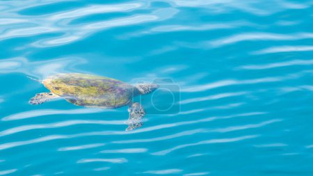 Foto de Una tortuga enferma herida flotando en el océano durante un viaje de snorkel en Samaesan Tailandia - Imagen libre de derechos