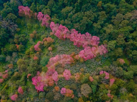 Photo for Sakura Cherry Blossom trees in the mountains of Chiang Mai Thailand, Khun Chan Khian Thailand at Doi Suthep, Aerial view of pink cherry blossom trees on the mountains Chiang Mai in Thailand - Royalty Free Image