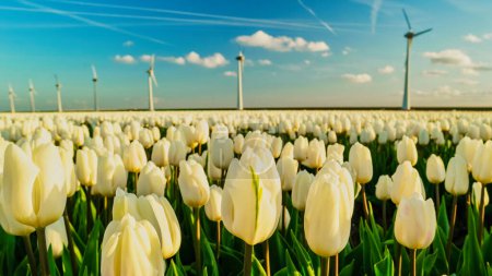 Windmill turbines with a blue sky and colorful tulip fields in Flevoland Netherlands.