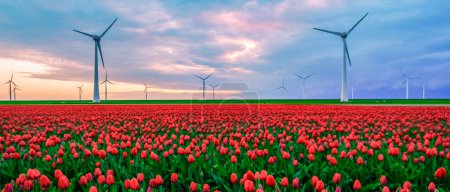 Windmill turbines with a blue sky and colorful tulip fields in Flevoland Netherlands.