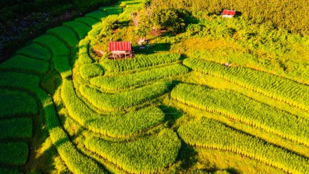 Photo for Top view at the green Terraced Rice Field in Chiangmai Thailand, Pa Pong Piang rice terraces, green rice paddy fields during the rain season, curved rice field in the mountains - Royalty Free Image