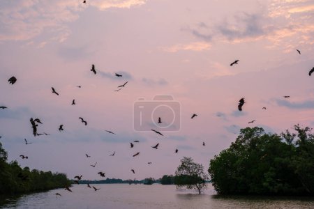 Aigles de mer au coucher du soleil dans la mangrove de Chantaburi en Thaïlande, un groupe d'aigles de mer à dos rouge