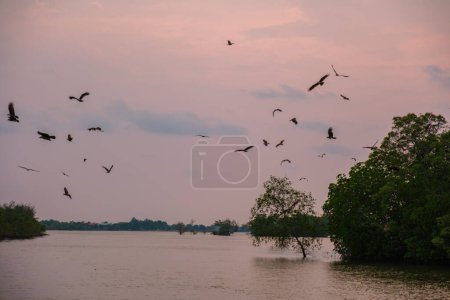 Aigles de mer au coucher du soleil dans la mangrove de Chantaburi en Thaïlande au coucher du soleil