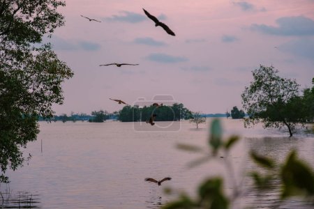Téléchargez les photos : Aigles de mer au coucher du soleil dans la mangrove de Chantaburi en Thaïlande, Aigle de mer à dos rouge survolant l'eau - en image libre de droit