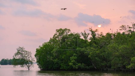 Téléchargez les photos : Aigles de mer au coucher du soleil dans la mangrove de Chantaburi en Thaïlande, Aigles de mer à dos rouge, groupe d'oiseaux au-dessus d'une mangrove - en image libre de droit