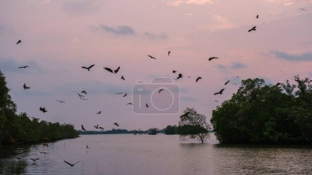 Águilas marinas al atardecer en el manglar de Chantaburi en Tailandia, águilas marinas con respaldo rojo al atardecer sobre el bosque de manglares