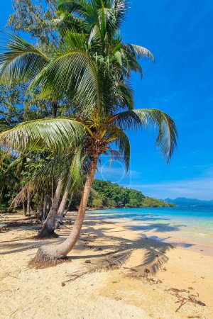Téléchargez les photos : Un palmier solitaire se dresse sur une plage immaculée, surplombant des eaux bleues cristallines sous le soleil. Koh Wai Thaïlande - en image libre de droit