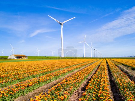 Photo for A colorful sea of tulips, with towering windmills in the distance, spinning gracefully in the spring breeze of Netherlands Flevoland. windmill turbines, green energy, eco friendly, earth day - Royalty Free Image