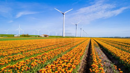 Foto de Un campo vibrante de flores de tulipán anaranjadas se extiende en la distancia, con molinos de viento imponentes en el fondo bajo un cielo azul claro. Turbinas de molino de viento, energía verde, respetuoso del medio ambiente, día de tierra - Imagen libre de derechos