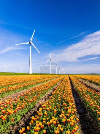 Téléchargez les photos : Un champ vibrant de tulipes danse dans le vent avec des moulins à vent imposants en arrière-plan dans le Flevoland Pays-Bas pendant la saison de floraison du printemps. éoliennes, respectueux de l'environnement, jour de la terre - en image libre de droit
