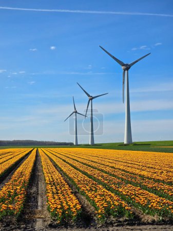 Photo for Windmill park in a field of tulip flowers in Spring, view of windmill turbines on a Dutch dike generating green energy electrically, windmills isolated at sea in the Netherlands. - Royalty Free Image