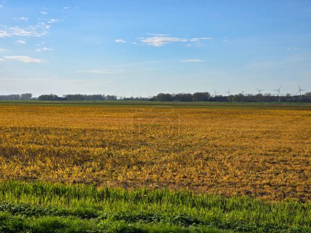 Foto de El glifosato en las tierras de cultivo en los Países Bajos, efecto del herbicida de glifosato rociado sobre las malas hierbas se preparan para la nueva temporada agrícola en el campo agrícola - Imagen libre de derechos