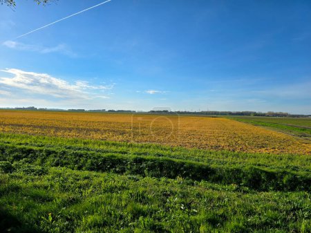 Photo for Glyphosate on farmland in the Netherlands, Effect of glyphosate herbicide sprayed on grass weeds prepare for new farm season on agriculture field, Glyphosate herbicide used to control weeds in crops - Royalty Free Image