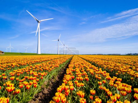 Foto de Un campo vibrante de tulipanes amarillos y rojos baila en el viento, con majestuosos molinos de viento de pie en el fondo en los Países Bajos Flevoland durante la primavera. - Imagen libre de derechos