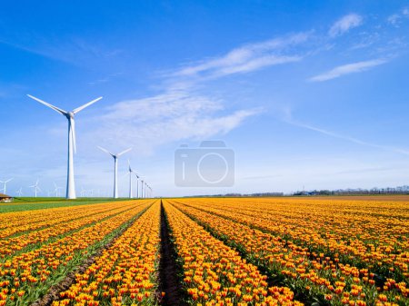 Lebendige Tulpen wiegen sich auf einem Feld, das sich zu weit entfernten Windmühlen erstreckt und im niederländischen Flevoland während der Frühlingszeit hoch steht. Windkraftanlagen, grüne Energie, umweltfreundlich, Tag der Erde