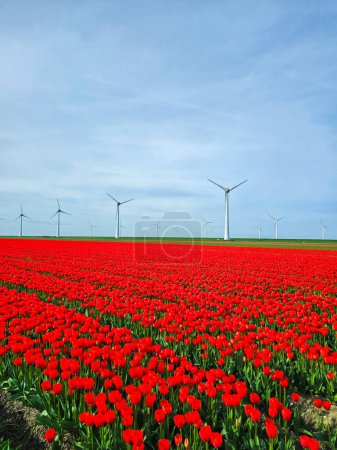 Windmühlenpark mit roten Tulpenblüten im Frühling, Windkraftanlagen in den Niederlanden Europa. 