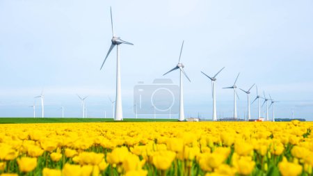 Photo for Tulip flowers in Spring, windmill turbines in the Netherlands Europe. windmill turbines in the Noordoostpolder Flevoland - Royalty Free Image