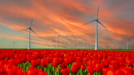 Foto de Parque de molinos de viento con flores de tulipán en primavera al atardecer, turbinas de molinos de viento en los Países Bajos Europa. turbinas de molinos de viento en el Noordoostpolder Flevoland - Imagen libre de derechos