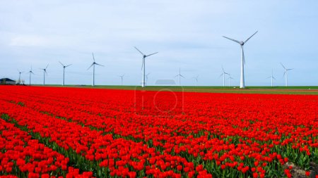 Foto de Parque de molinos de viento con flores de tulipán rojo en primavera, turbinas de molinos de viento en los Países Bajos Europa. turbinas de molino de viento en el Noordoostpolder Flevoland Springtime - Imagen libre de derechos