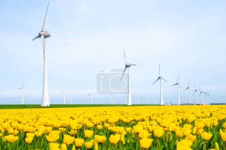 windmill park with tulip flowers in Spring, windmill turbines in the Netherlands Europe. windmill turbines in the Noordoostpolder Flevoland, eco friendly green energy