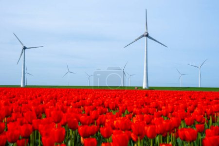 windmill park with tulip flowers in Spring, windmill turbines in the Netherlands Europe. windmill turbines in the Noordoostpolder Flevoland, red tulip field