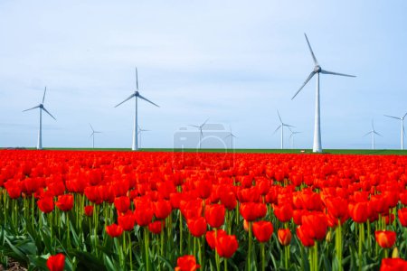 Foto de Parque de molinos de viento con flores de tulipán rojo en primavera - Imagen libre de derechos