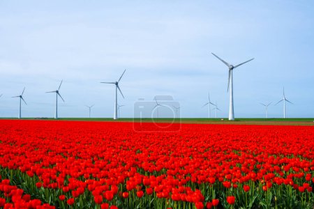 Windmühlenpark mit Tulpenblüten im Frühling, Windkraftanlagen in den Niederlanden Europa. Windkraftanlagen im Noordoostpolder Flevoland, umweltfreundliche grüne Energie