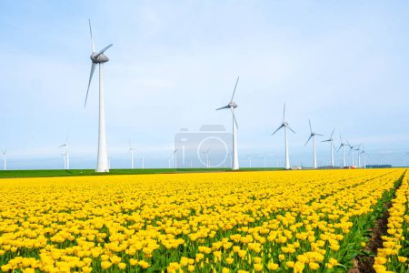 Foto de Parque de molinos de viento con flores de tulipán en primavera, turbinas de molinos de viento en los Países Bajos Europa. turbinas de molino de viento en el Noordoostpolder Flevoland, líneas de flores de tulipán amarillo - Imagen libre de derechos