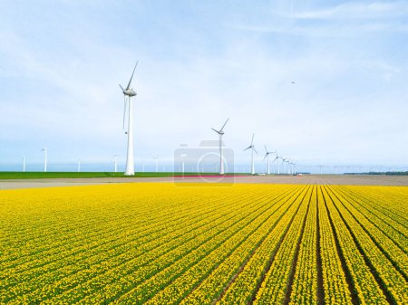 windmill park with tulip flowers in Spring, windmill turbines in the Netherlands Europe. windmill turbines in the Noordoostpolder Flevoland, a line of tulips in a flower field