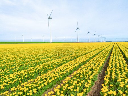 Foto de Parque de molinos de viento con flores de tulipán en primavera, turbinas de molinos de viento en los Países Bajos Europa. turbinas de molino de viento en el Noordoostpolder Flevoland, cero residuos de energía verde neutra en carbono - Imagen libre de derechos