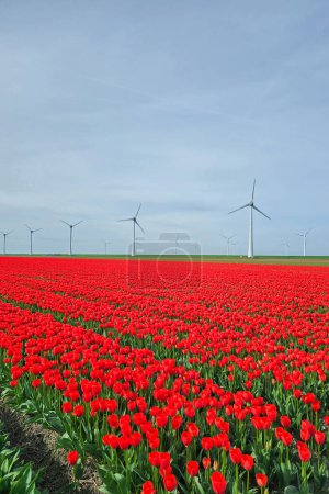 Foto de Parque de molinos de viento con flores de tulipán rojo en primavera, turbinas de molinos de viento en los Países Bajos Europa - Imagen libre de derechos