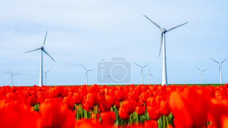 Foto de Parque de molinos de viento con flores de tulipán en primavera, turbinas de molinos de viento en los Países Bajos Europa. turbinas de molino de viento en el campo de tulipán rojo Noordoostpolder Flevoland - Imagen libre de derechos
