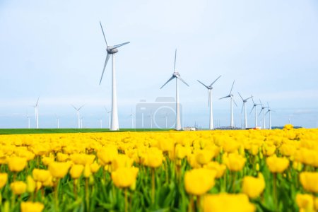 windmill park with tulip flowers in Springtime, windmill turbines in the Netherlands Europe. windmill turbines in the Noordoostpolder Flevoland, yellow tulip field in Spring