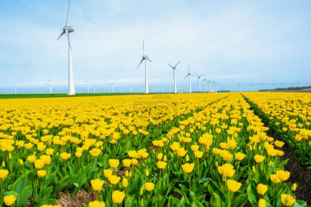 windmill park with tulip flowers in Spring, windmill turbines in the Netherlands Europe. windmill turbines in the Noordoostpolder Flevoland