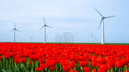 parc éolien avec des fleurs de tulipes rouges au printemps, éoliennes aux Pays-Bas en Europe. éoliennes dans le Noordoostpolder Flevoland au printemps